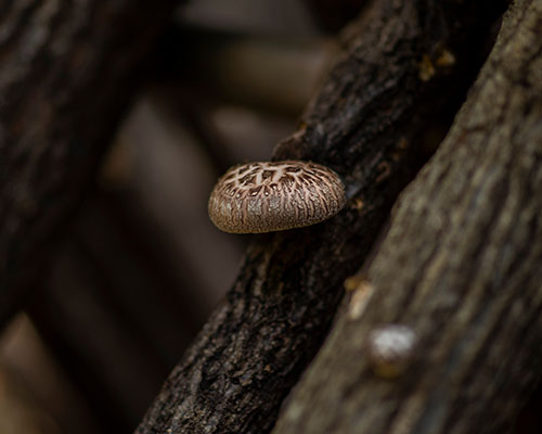 就労継続支援みらい（プラス）ファーム